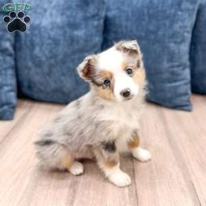 Blake, Miniature Australian Shepherd Puppy
