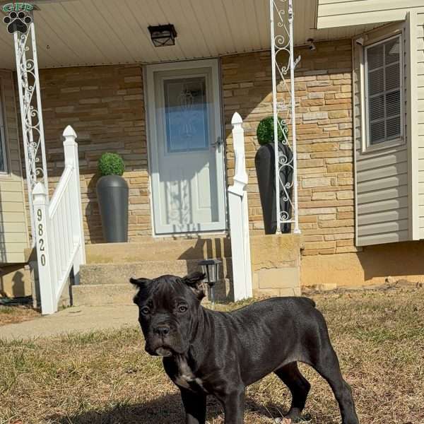 Taylor Sniff, Cane Corso Puppy