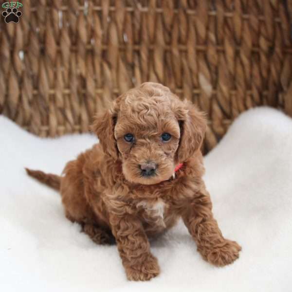 Katie, Cockapoo Puppy