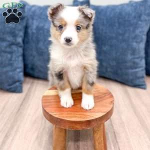 Blake, Miniature Australian Shepherd Puppy