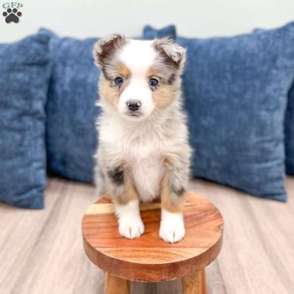 Blake, Miniature Australian Shepherd Puppy