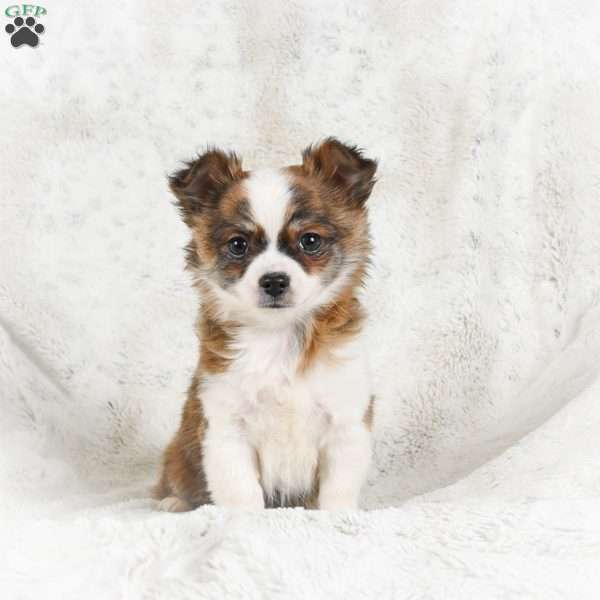 Sunny, Chihuahua Puppy