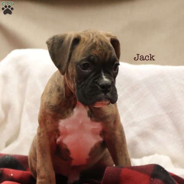 Jack, Boxer Puppy