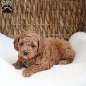 Kylie, Cockapoo Puppy