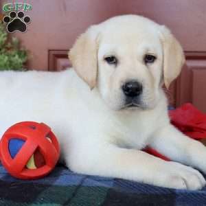 Diesel, Yellow Labrador Retriever Puppy