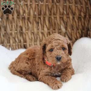Kylie, Cockapoo Puppy