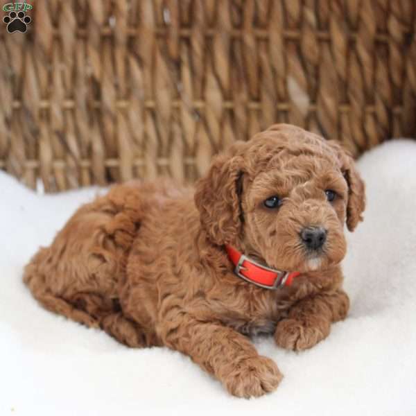 Kylie, Cockapoo Puppy