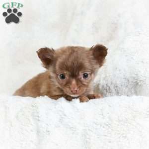 Malichi, Chihuahua Puppy