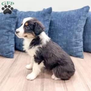 Banjo, Miniature Australian Shepherd Puppy