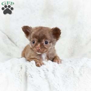 Malichi, Chihuahua Puppy