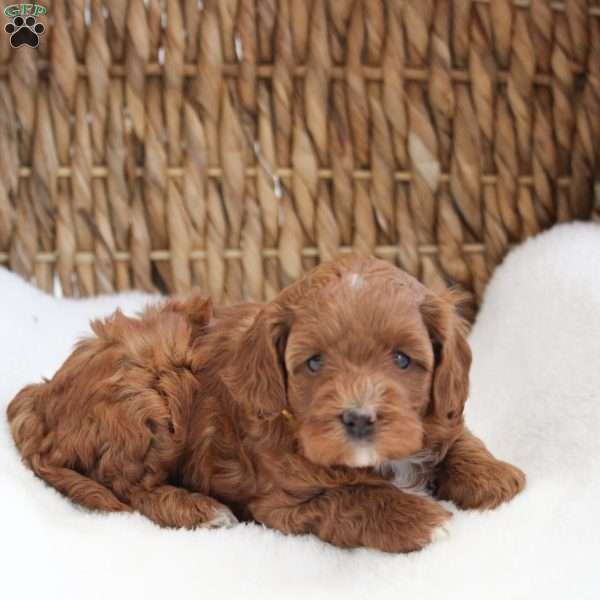 Keisha, Cockapoo Puppy