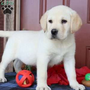 Diesel, Yellow Labrador Retriever Puppy