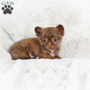 Malichi, Chihuahua Puppy