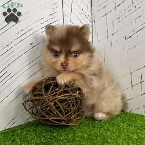 Skyler, Pomeranian Puppy