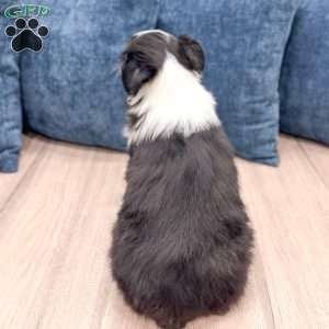 Banjo, Miniature Australian Shepherd Puppy