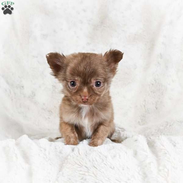 Malichi, Chihuahua Puppy