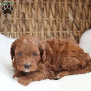 Keisha, Cockapoo Puppy