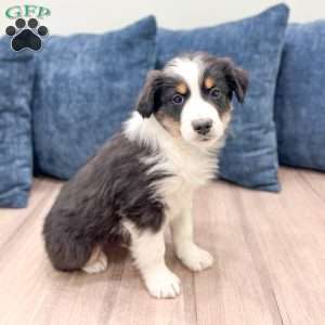 Banjo, Miniature Australian Shepherd Puppy