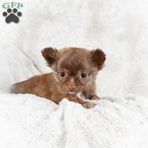 Malichi, Chihuahua Puppy