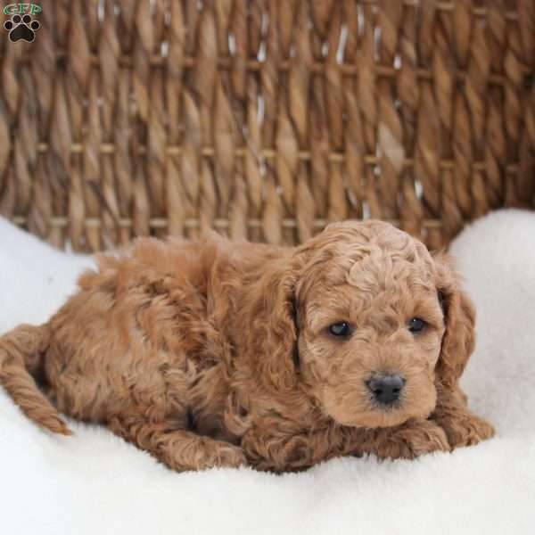 Kirby., Cockapoo Puppy