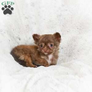 Malichi, Chihuahua Puppy