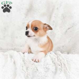 Teddy, Chihuahua Puppy