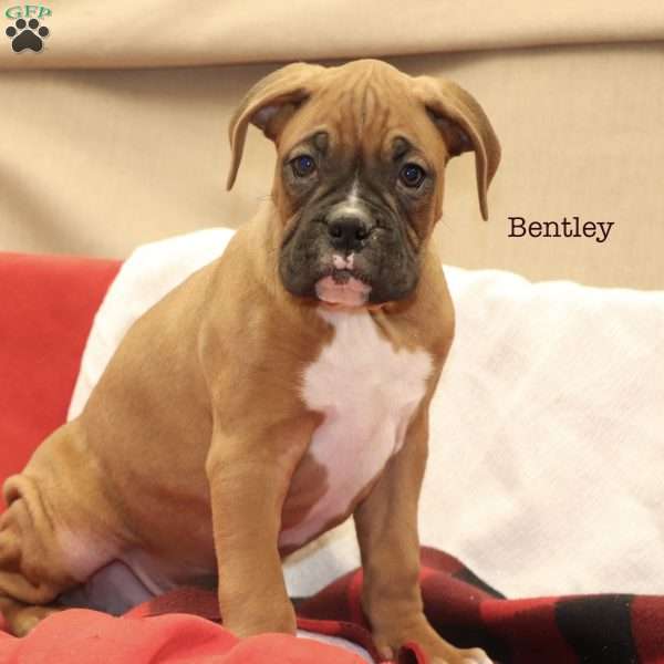 Bentley, Boxer Puppy