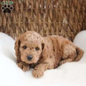 Kirby., Cockapoo Puppy