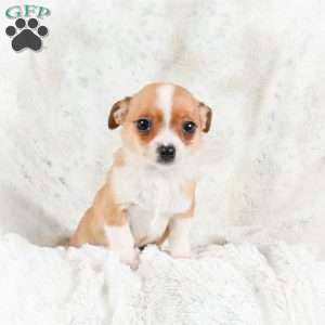 Teddy, Chihuahua Puppy