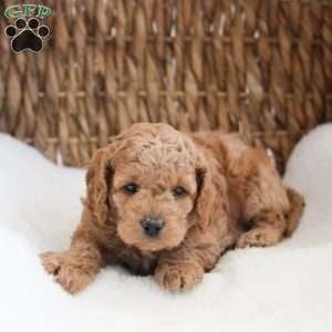 Kirby., Cockapoo Puppy