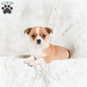 Teddy, Chihuahua Puppy