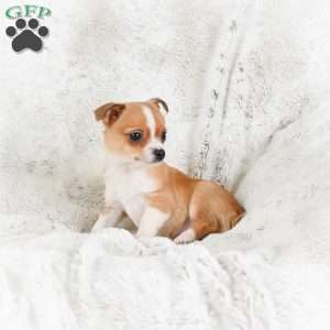 Teddy, Chihuahua Puppy