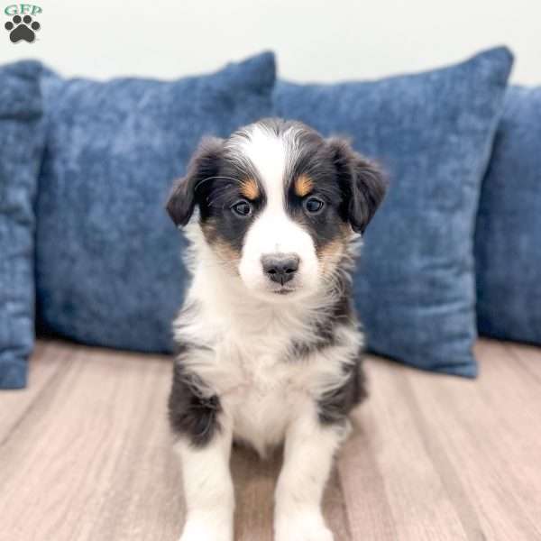 Banjo, Miniature Australian Shepherd Puppy
