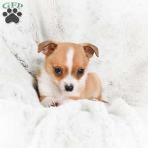 Teddy, Chihuahua Puppy