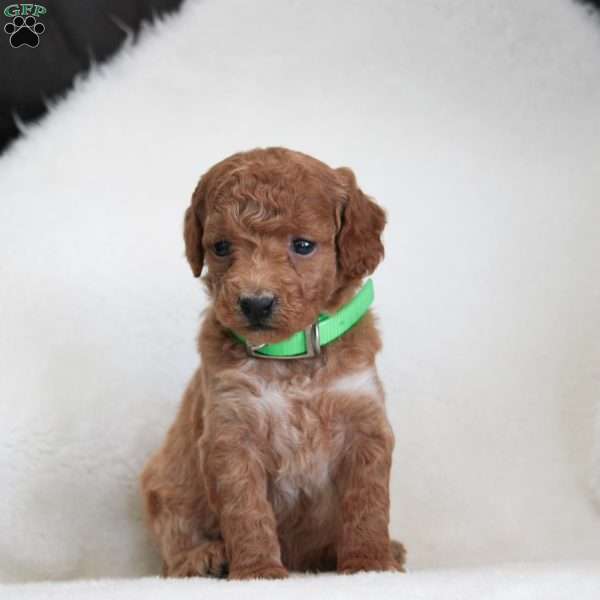 kiwi., Cockapoo Puppy