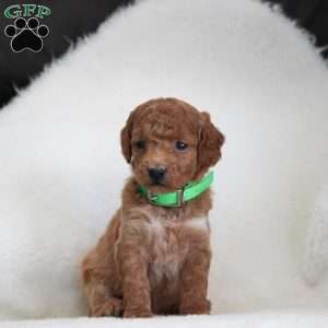 kiwi., Cockapoo Puppy