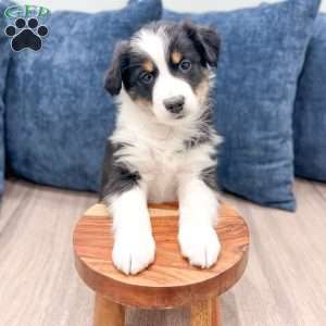 Banjo, Miniature Australian Shepherd Puppy