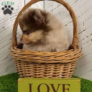 Skyler, Pomeranian Puppy