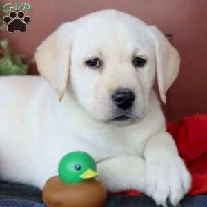 Daisy, Yellow Labrador Retriever Puppy