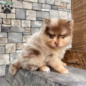 Skyler, Pomeranian Puppy