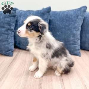 Bo, Miniature Australian Shepherd Puppy
