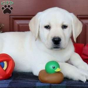 Daisy, Yellow Labrador Retriever Puppy