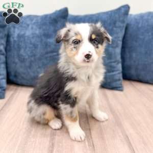 Bo, Miniature Australian Shepherd Puppy