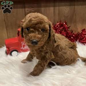 Romeo, Toy Poodle Puppy
