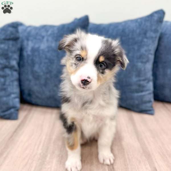 Bo, Miniature Australian Shepherd Puppy