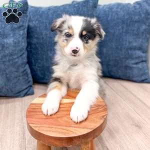 Bo, Miniature Australian Shepherd Puppy