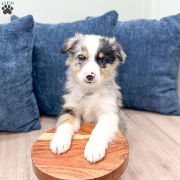 Bo, Miniature Australian Shepherd Puppy