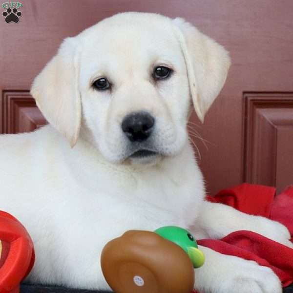 Marcy, Yellow Labrador Retriever Puppy