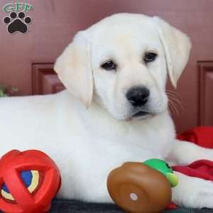 Marcy, Yellow Labrador Retriever Puppy