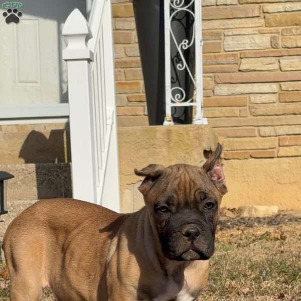 Mrs Doubtfire, Cane Corso Puppy